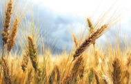 Produzione di grano duro ancora in calo