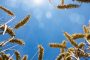 Farine da cereali antichi e grano duro coltivati in biologico e in convenzionale