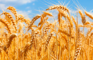Italmopa: raccolto grano duro penalizzato dal clima