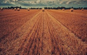 Black Sea Grain Initiative: per l'Italia 377mila tonnellate di grano