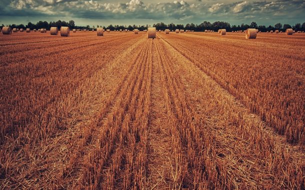 Black Sea Grain Initiative: per l'Italia 377mila tonnellate di grano