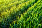 L'India rallenta sull'export di grano