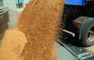Il Sudamerica consolida il suo ruolo di potenza cerealicola