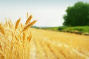 “L’origine del grano non è sinonimo di qualità”