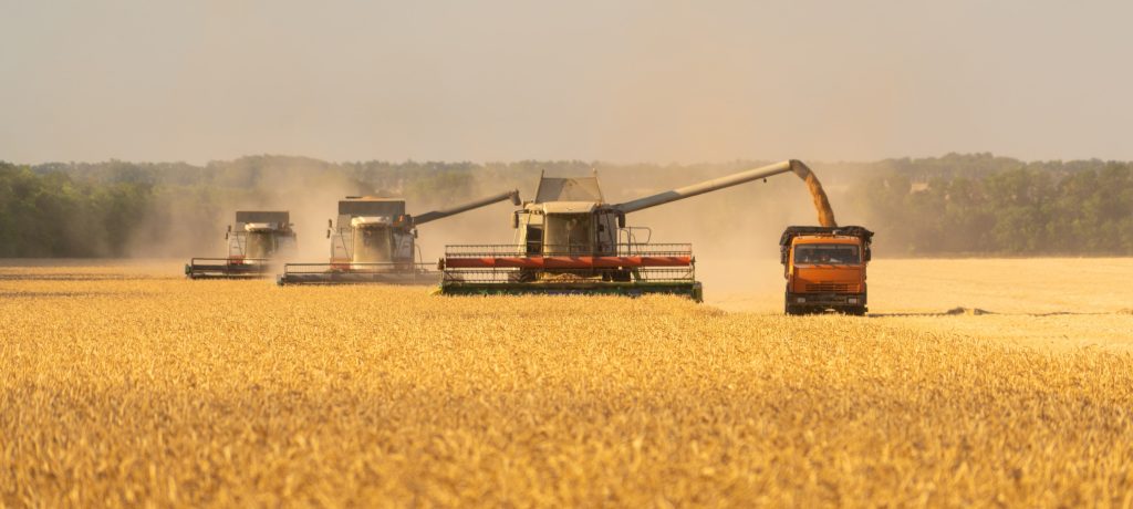 Il grano importato è salubre: lo attestano i controlli ufficiali