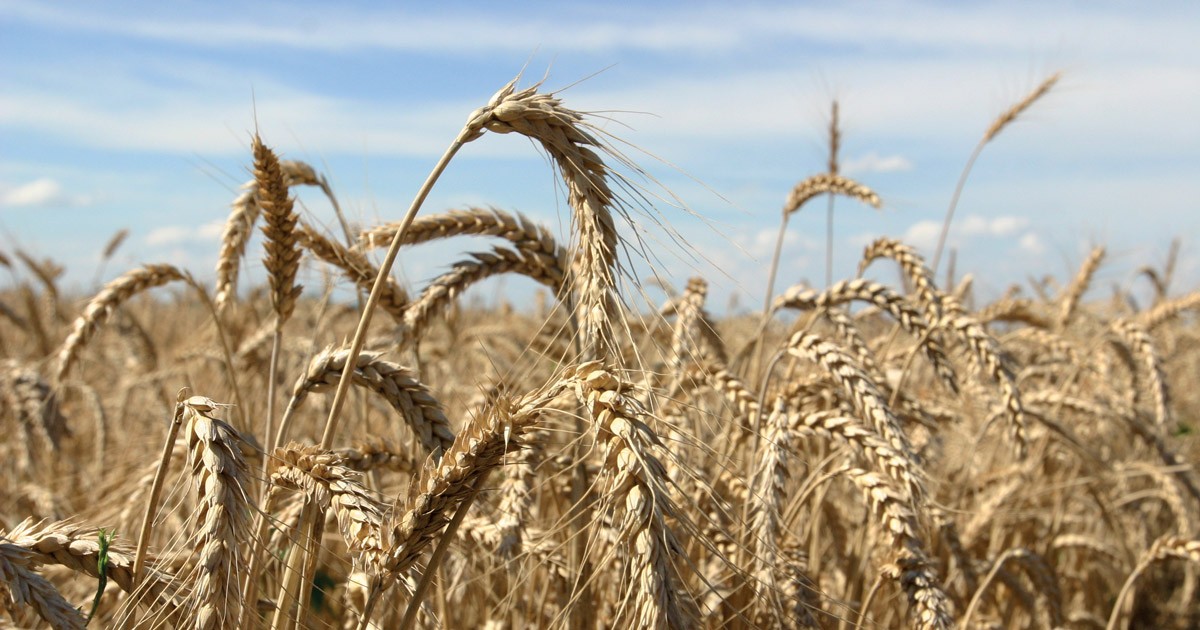 La gestione dei contaminanti nelle filiere cerealicole