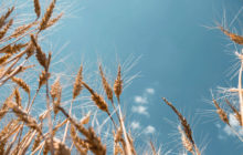 Un laboratorio virtuale per scoprire i segreti dell’Arte bianca