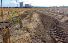 Perché restituire al territorio un bosco