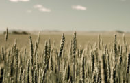 Rete Nazionale di prove varietali: caratteristiche qualitative del frumento tenero