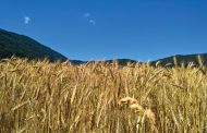 Le tendenze del mercato dei cereali nell’Unione europea