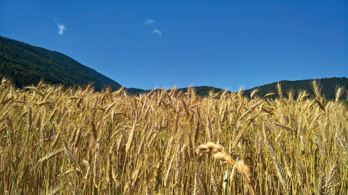 Le tendenze del mercato dei cereali nell’Unione europea