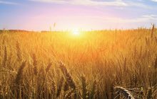 Gestione istituzionale, attività informativa e comunicativa: ecco il perimetro operativo della mia presidenza