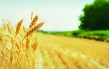 Addio alle semine con i grani perenni