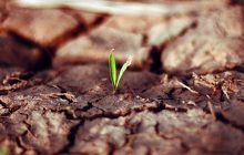 Contro l’aridità arrivano i batteri fertilizzanti