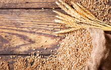 Grano più resiliente e produttivo grazie alla conoscenza di agricoltori etiopi