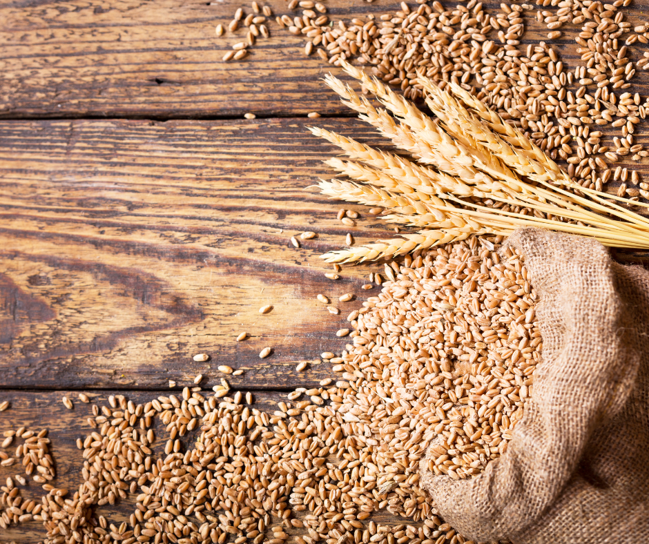 Grano più resiliente e produttivo grazie alla conoscenza di agricoltori etiopi