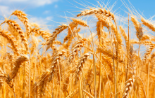 Italmopa: raccolto grano duro penalizzato dal clima