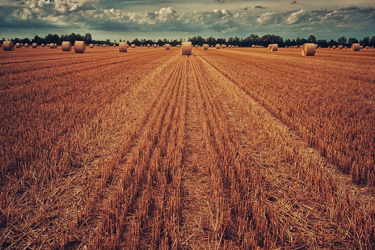 Black Sea Grain Initiative: per l'Italia 377mila tonnellate di grano