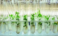 La memoria delle piante le aiuta a fortificarsi