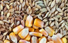 Composti fenolici e attività antiossidante in genotipi di frumento tenero, orzo e mais pigmentati