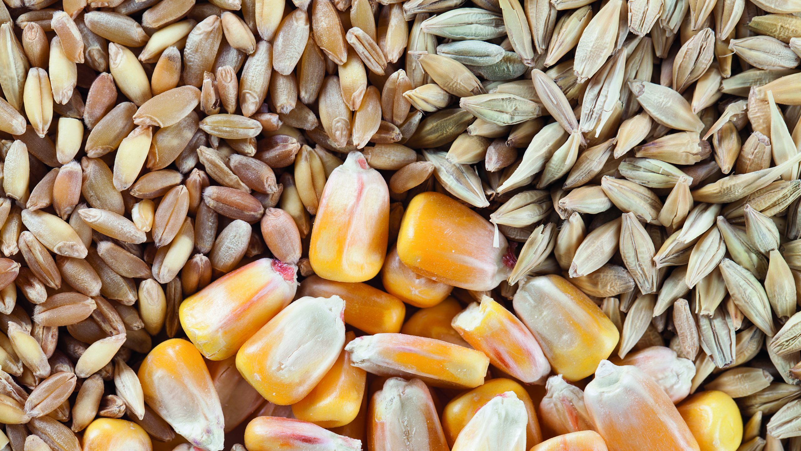 Composti fenolici e attività antiossidante in genotipi di frumento tenero, orzo e mais pigmentati