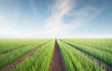 Una cornice integrata di rete per migliorare qualità e quantità delle derrate