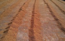 La qualità del grano cinese risente delle forti piogge in vista del raccolto