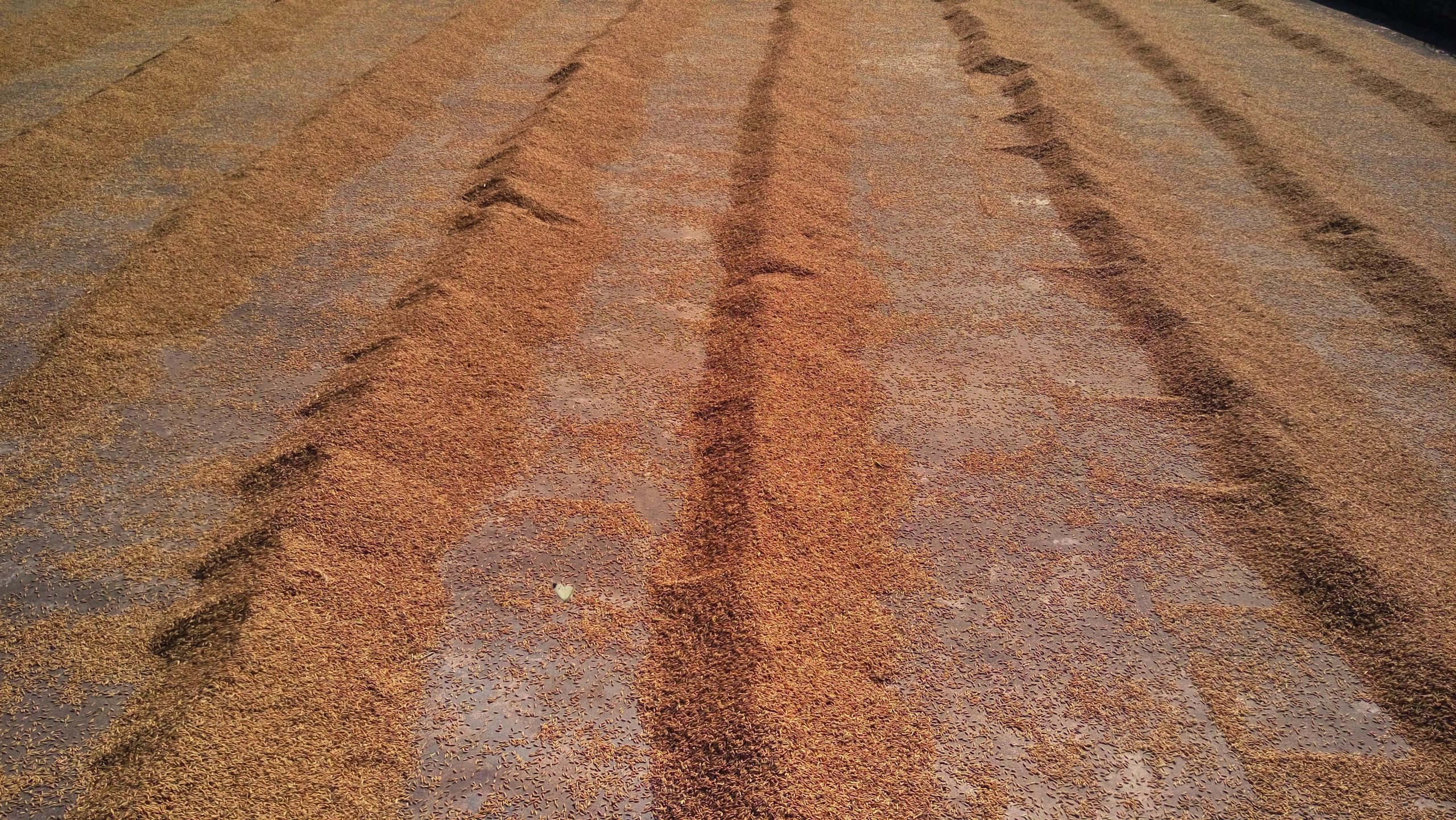 La qualità del grano cinese risente delle forti piogge in vista del raccolto
