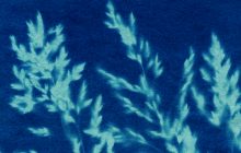 Crea, innovazioni per cereali più resistenti alla siccità