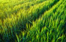 L'India rallenta sull'export di grano