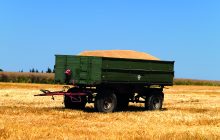 Raccolto grano: qualità da valutare