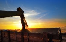 Canada, volumi in picchiata ma prezzi bassi