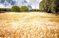 Identificazione di una landrace del grano duro Senatore Cappelli in Salento
