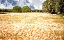 Identificazione di una landrace del grano duro Senatore Cappelli in Salento