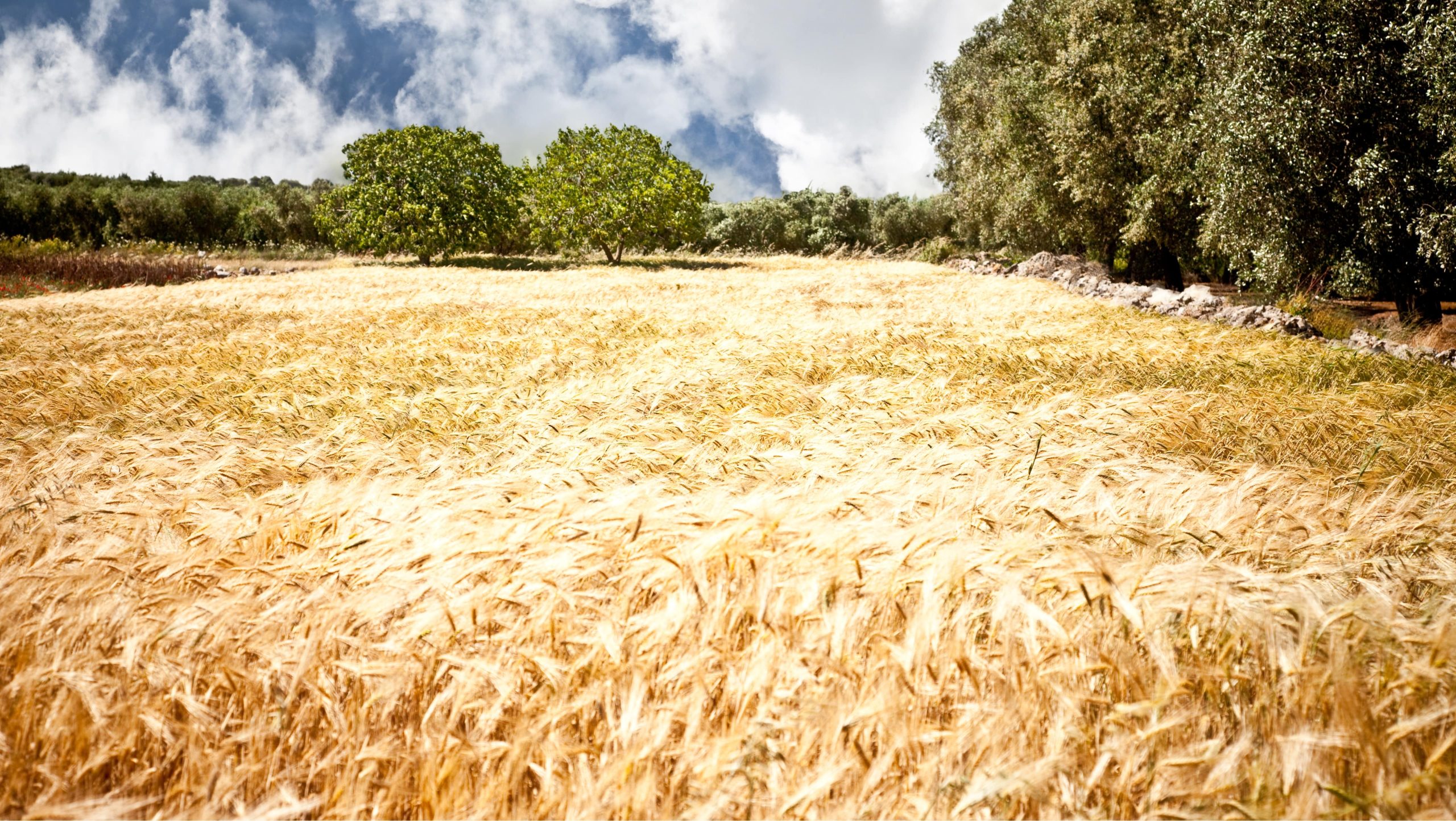 Identificazione di una landrace del grano duro Senatore Cappelli in Salento