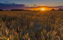 Italmopa esprime soddisfazione per l’esito della riunione filiera cereali