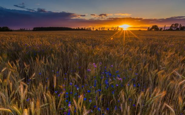 Italmopa esprime soddisfazione per l’esito della riunione filiera cereali