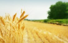 “L’origine del grano non è sinonimo di qualità”