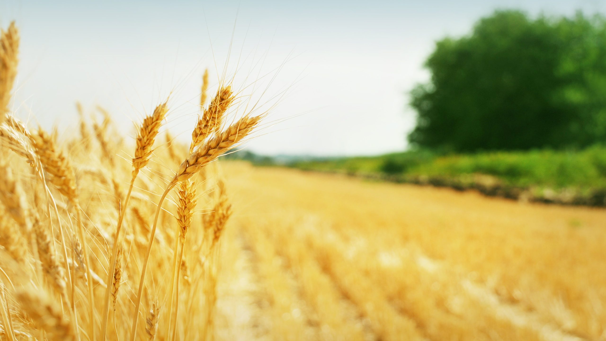 “L’origine del grano non è sinonimo di qualità”