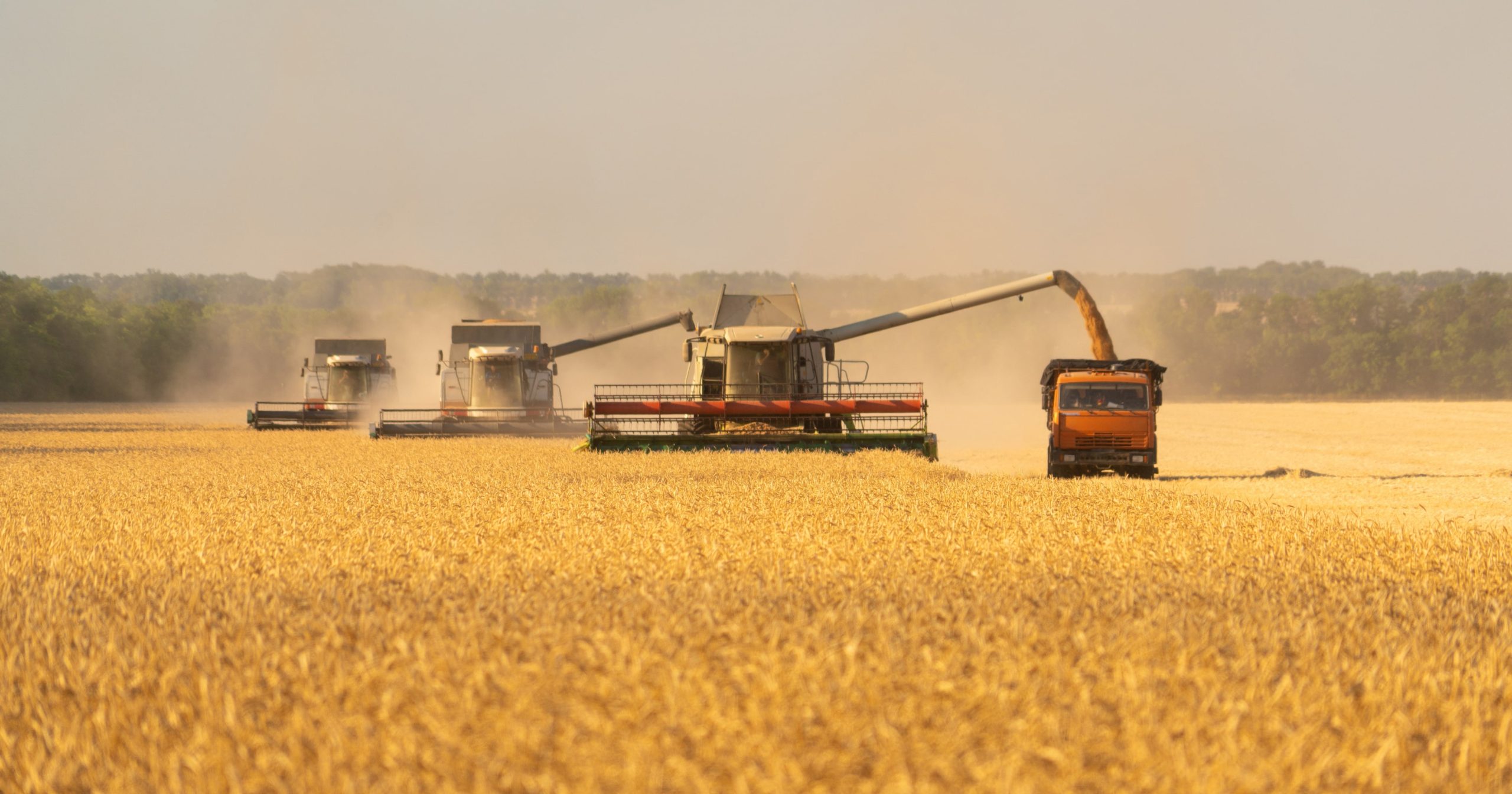 Il grano importato è salubre: lo attestano i controlli ufficiali