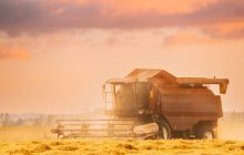 Considerazioni sulla qualità del frumento duro. Aggiornamenti