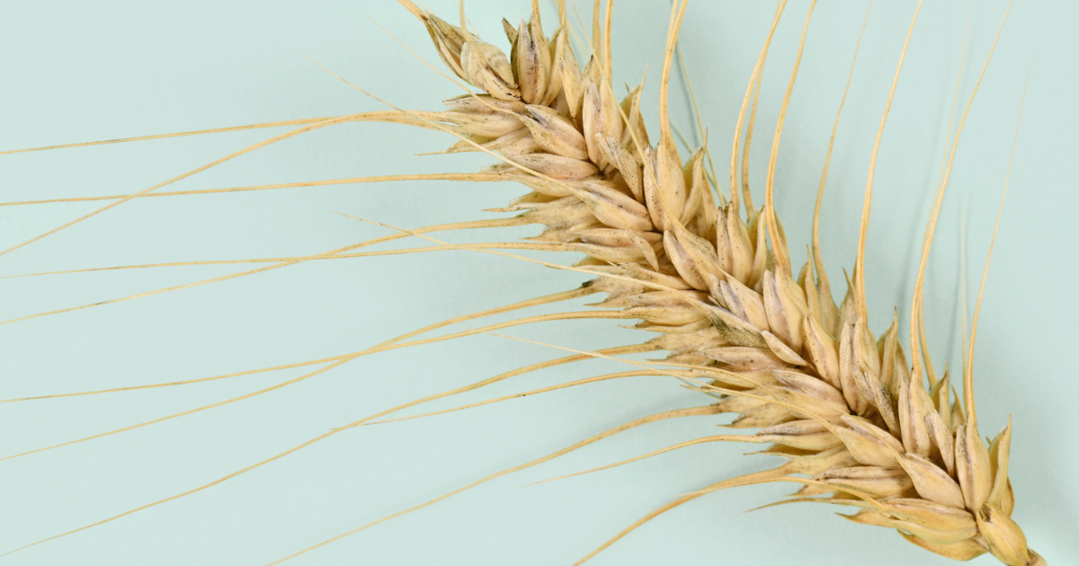 Durum Days, Martinelli: 