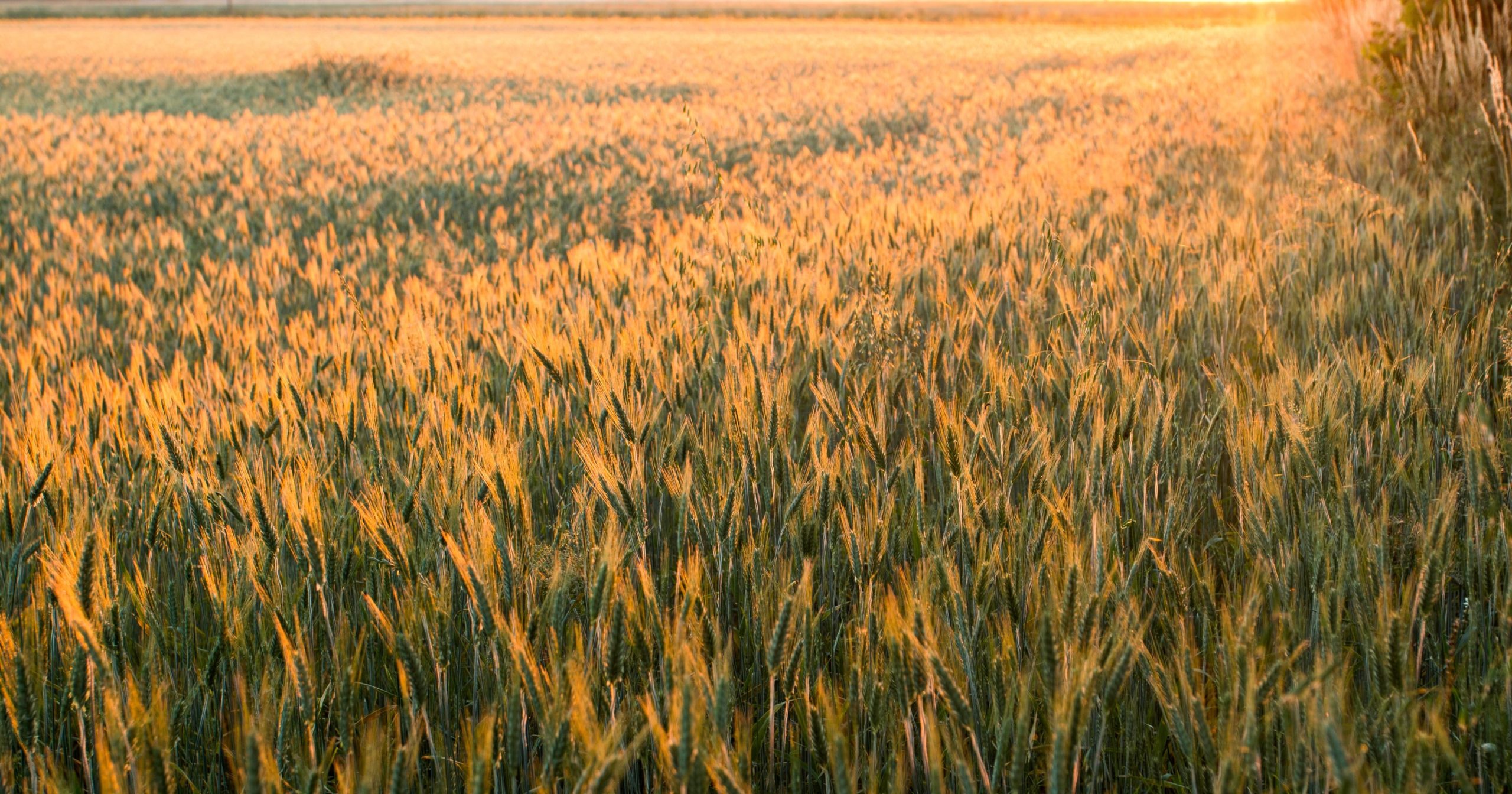 Valorizzazione dei sottoprodotti  della macinazione del grano duro
