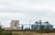 Il molitorio cresce in un anomalo 2024