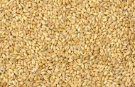 Grano tenero: volumi in contrazione e qualità complessivamente insufficiente