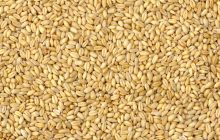 Grano tenero: volumi in contrazione e qualità complessivamente insufficiente