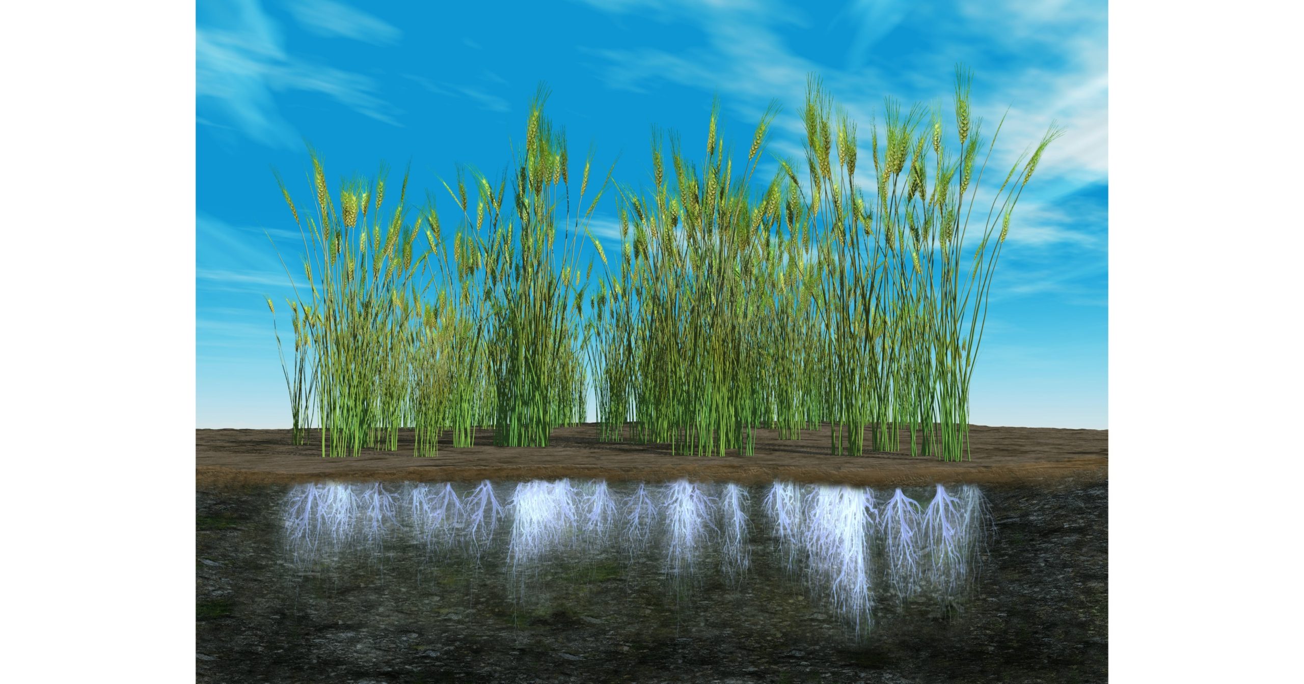 Strategie per migliorare la resilienza del grano duro alla siccità