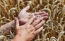 Molini Pivetti e Yara Italia, insieme per una filiera del grano tenero più sostenibile