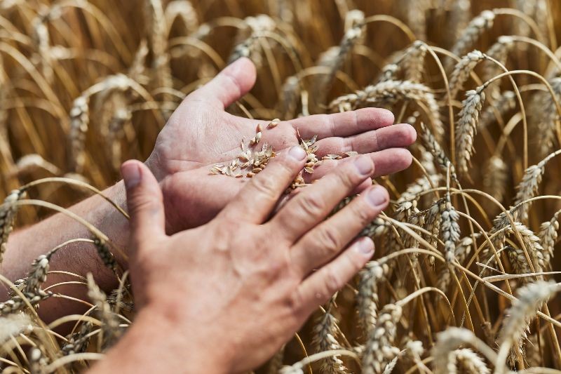 Molini Pivetti e Yara Italia, insieme per una filiera del grano tenero più sostenibile