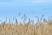 Cereali nel 2030: scenari evolutivi alla luce del cambiamento climatico